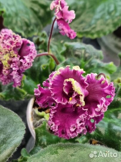 Листики фиалок