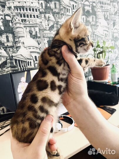 Бенгальские котята