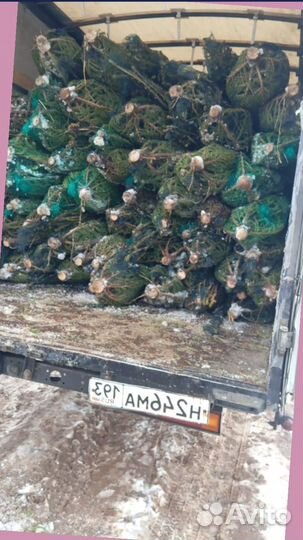 Сосна новогодняя живая оптом