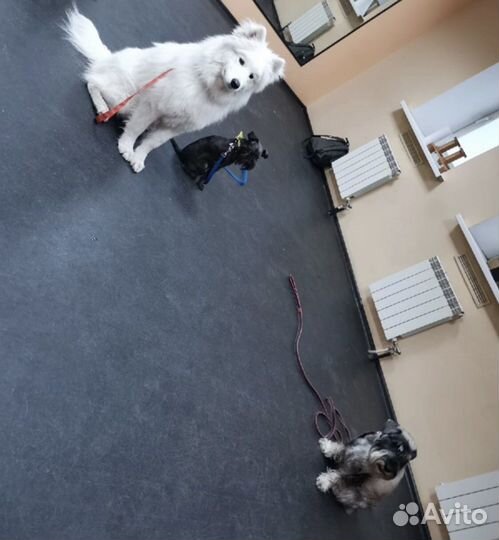 Услуги кинолога