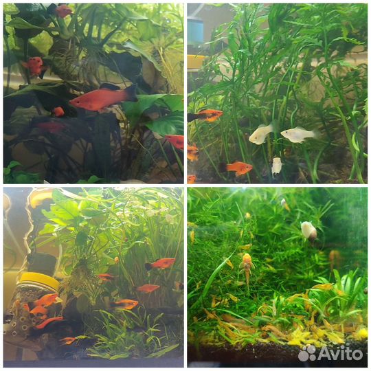 Аквариумные рыбки
