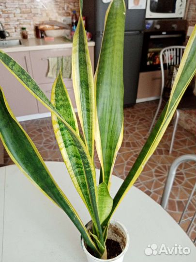 Сансевиерия