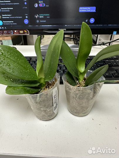 Орхидея фаленопсис бабочка SA-138