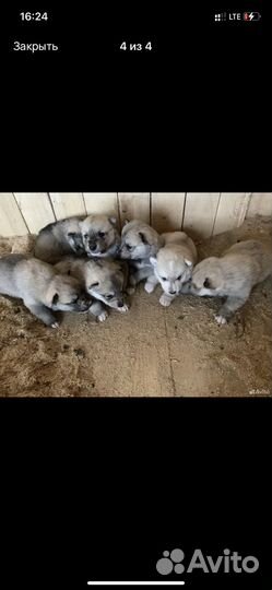 Щенки западно сибирской лайки