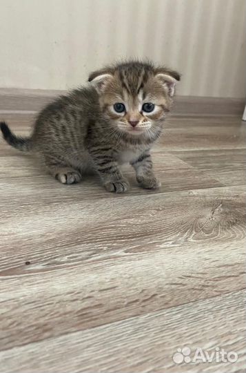 Кошки в добрые руки бесплатно