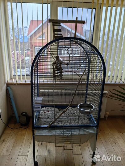 Попугай венесуэльский амазон