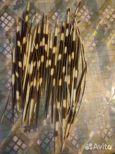 Иглы дикобраза,28 штук толстых,цена за 1 шт