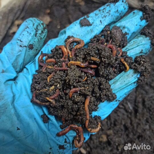 Черви старатель