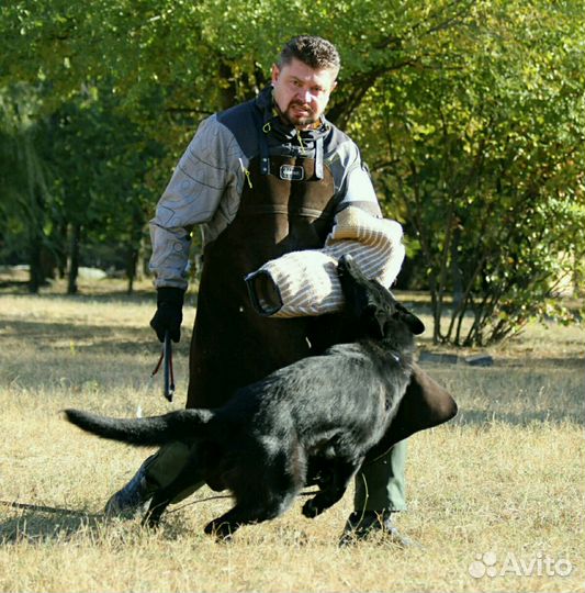 Дрессировка собак