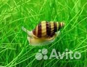 Улитка хелена