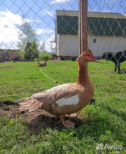 Мускусные утки