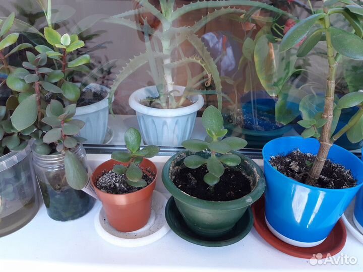 Денежное дерево