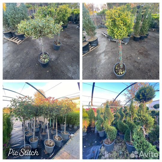 Растения для сада:лиственные,хвойные,деревья и тд