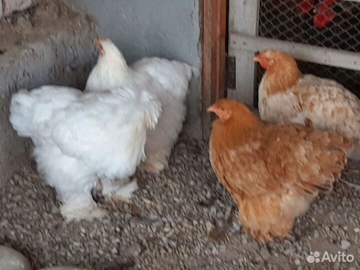 Куры и петухи брама