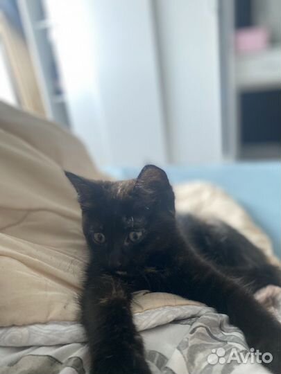 Кошечка в добрые руки