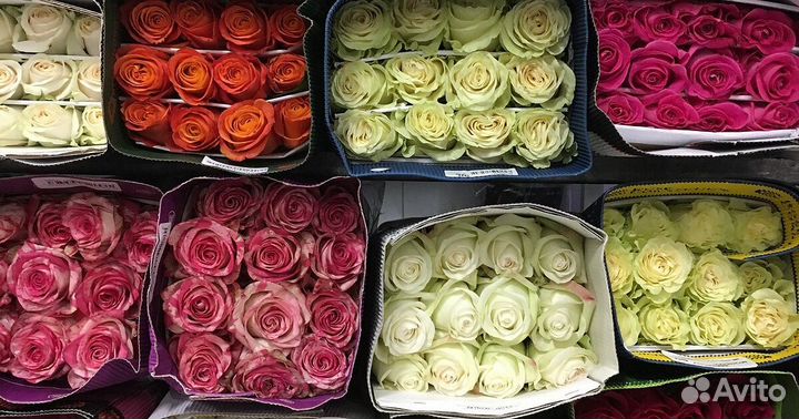Цветы Розы Иркутск
