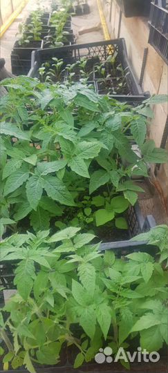 Рассада цветы и овощей собственного выращивания