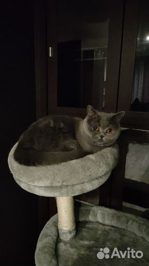 Кошка в дар бесплатно