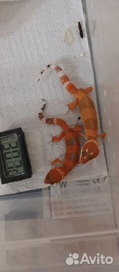 Эублефарчики