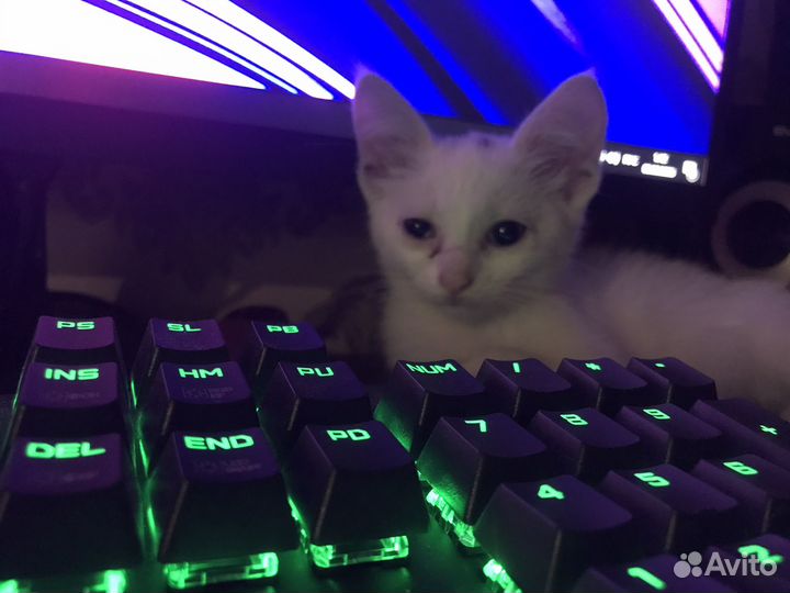 Кошка в дар