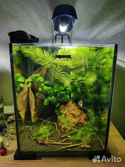 Аквариумные рыбки и растения