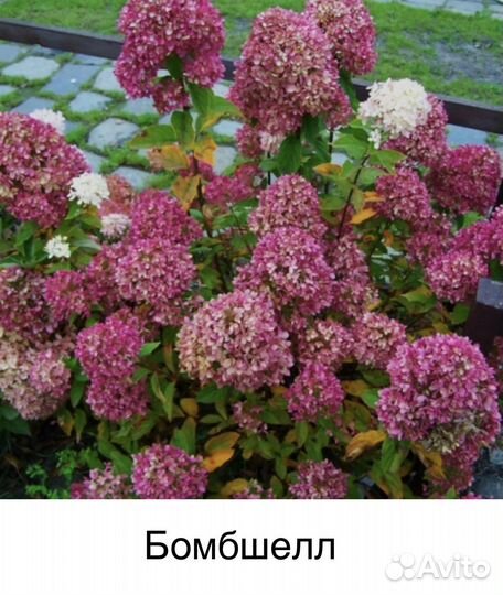 Гортензия Ванилла фрейз