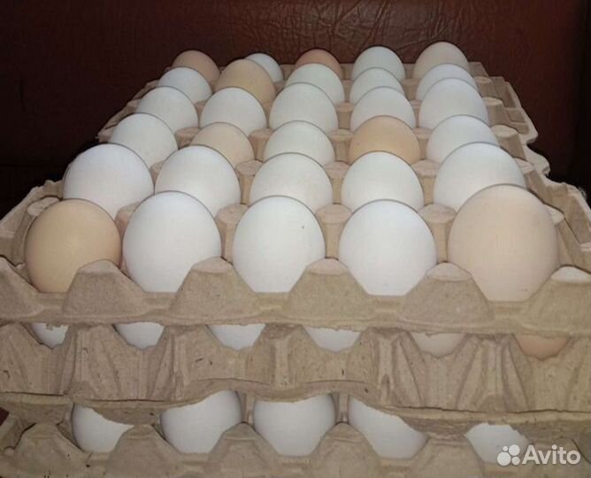 Домашние куриные яйца