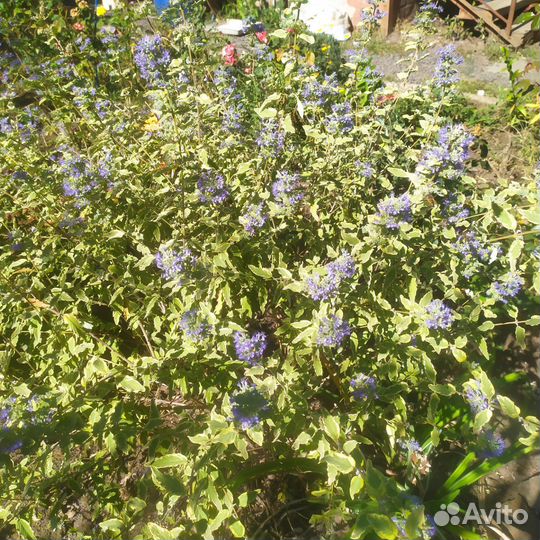 Многолетники садовые