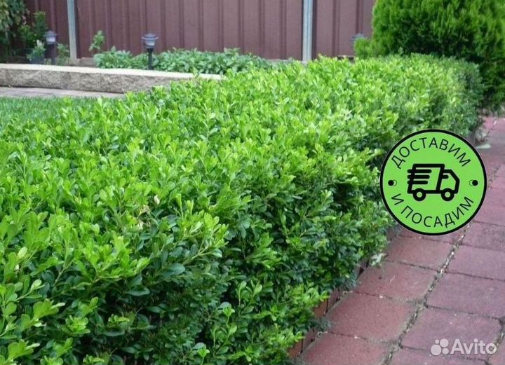 Самшит куст