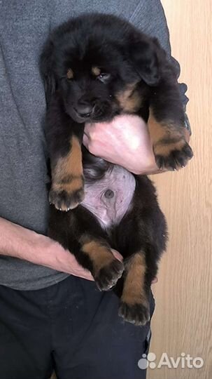 Банхар Монгол