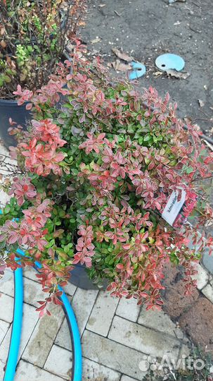 Кипарисовик Магнолия Калоцедрус саженцы