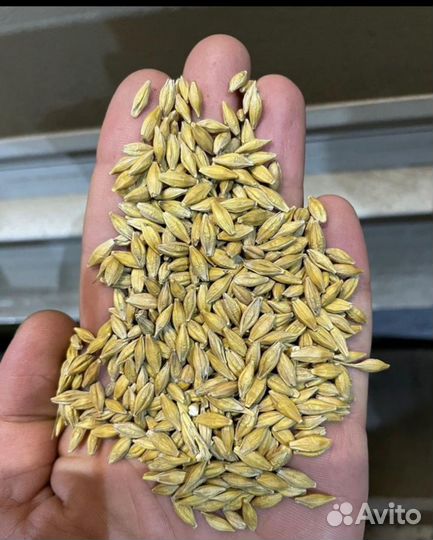 Доставка Пшеница фураж