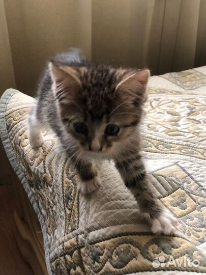 Ласковая нежная малышка очень ждет семью