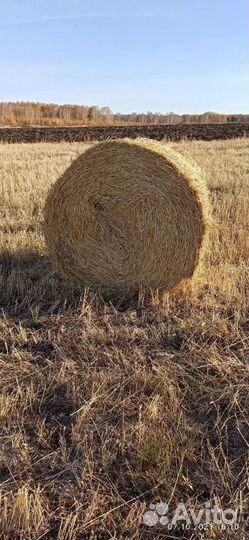 Солома ячменая