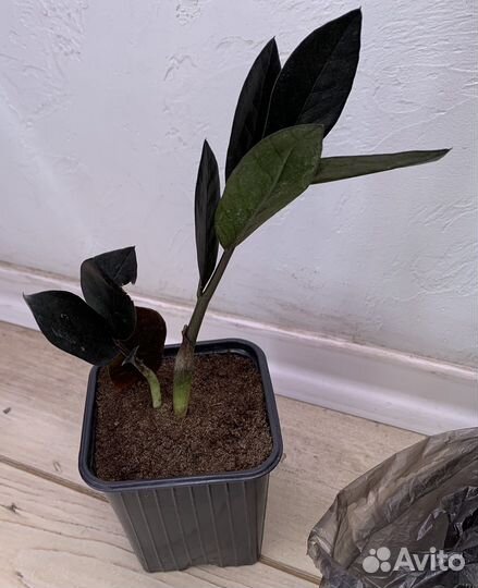 Замиакулькас Raven черный ворон, Dawon