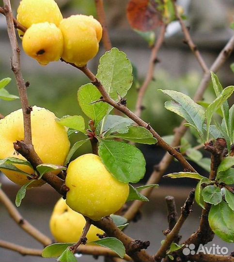 Айва японская