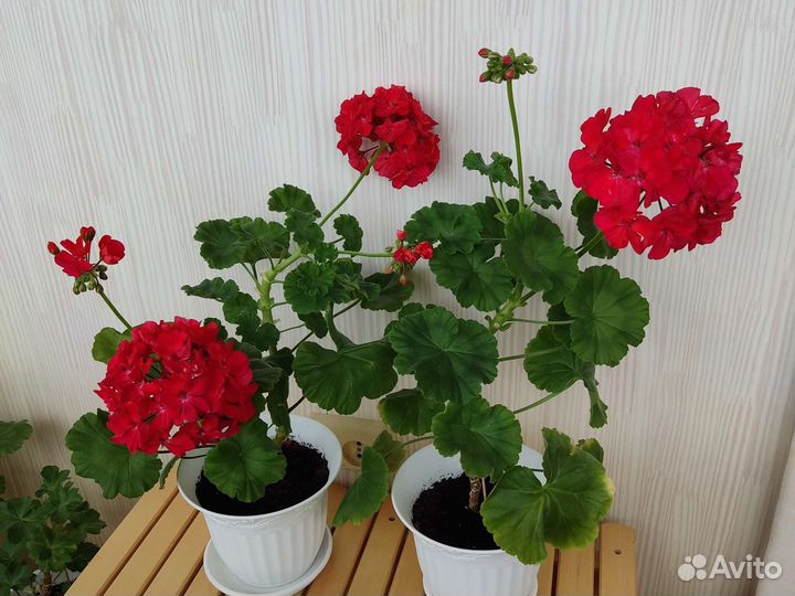 Герань пеларгония