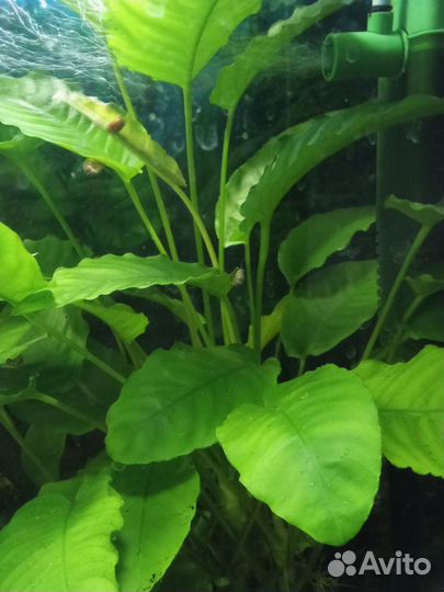 Аквариумные растения