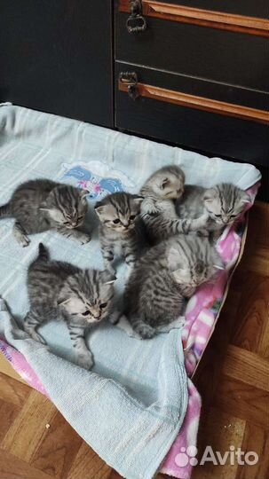Британские котята