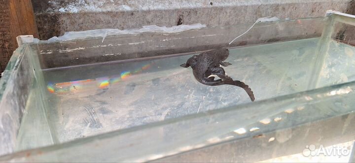 Аквариум 30л