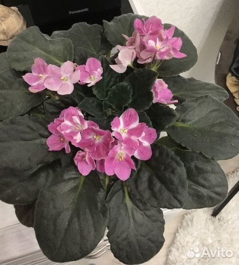 Комнатные растения цветы Фиалка