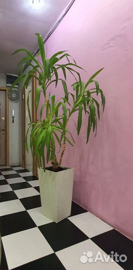 Драцена marginata, цветок пальма 120 см