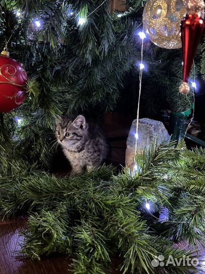 Котята (котик)