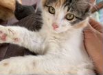Пушистая черепаховая кошка - котенок девочка