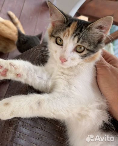 Пушистая черепаховая кошка - котенок девочка объявление продам