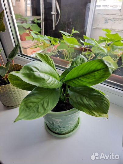 Спатифиллум и антуриум