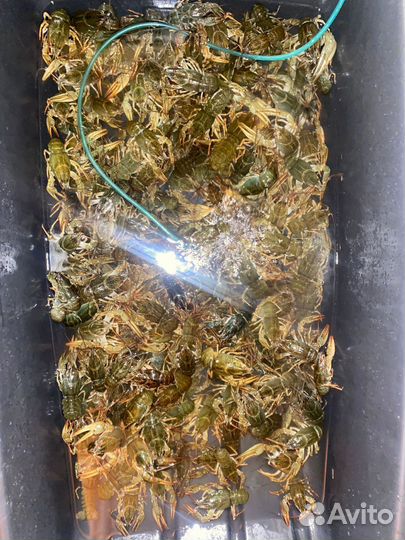 Раки для разведения