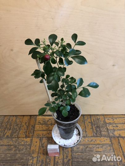 Муррайя цветущая