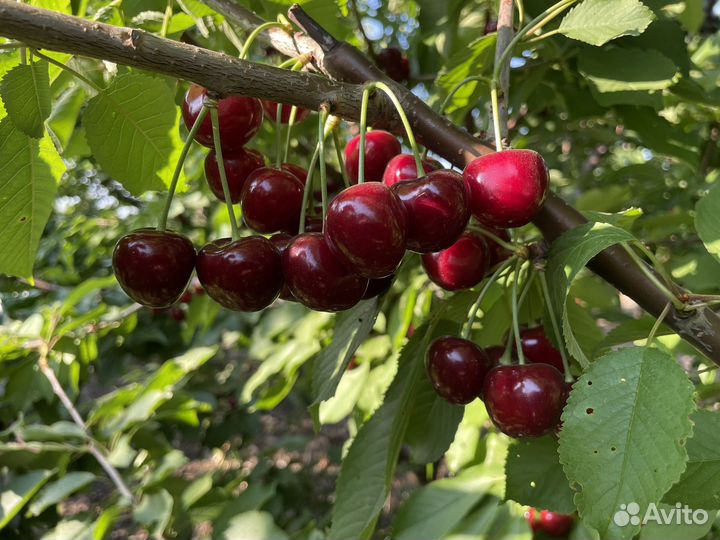 Черешня оптом