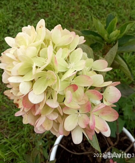 Продаю гортензию сорт пинклайд